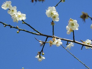 請點小圖觀看大圖