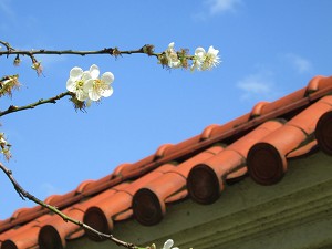 請點小圖觀看大圖