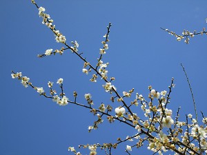 請點小圖觀看大圖