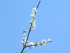 請點小圖觀看大圖