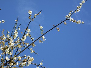 請點小圖觀看大圖