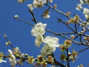 請點小圖觀看大圖
