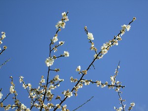 請點小圖觀看大圖