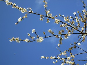 請點小圖觀看大圖