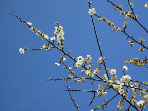 請點小圖觀看大圖