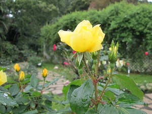 請點小圖觀看大圖