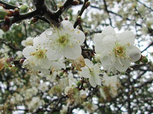 請點小圖觀看大圖
