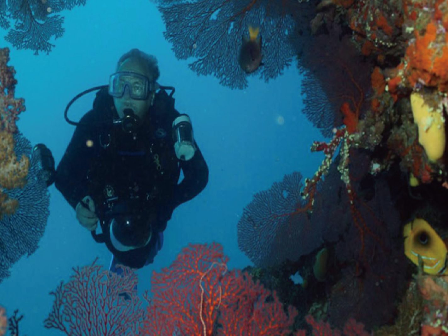 Under the Sea Adventures (浮潛和潛水)