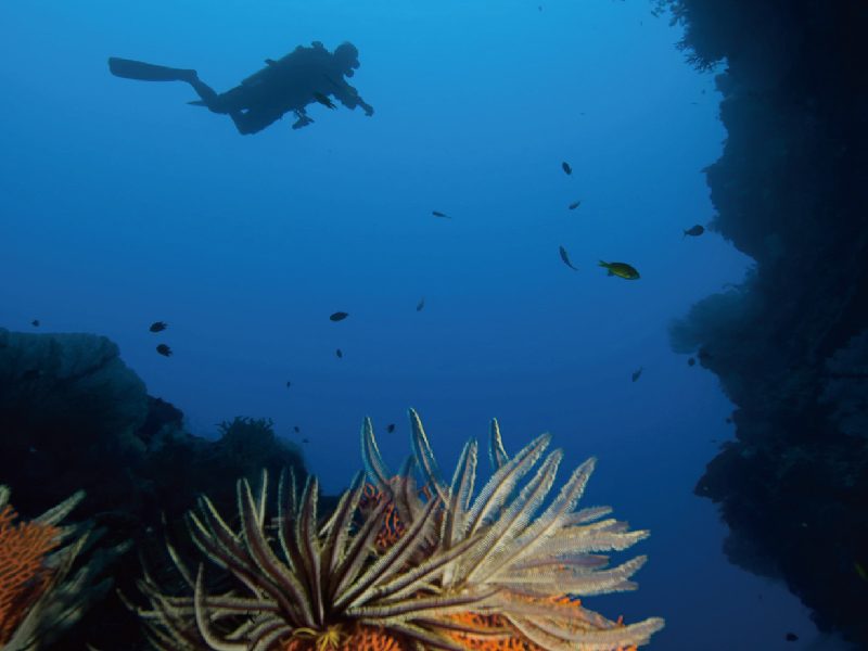 ※實際訪問潛點根據當日航行路線、洋流、海況和海洋生物的出沒情況而調整