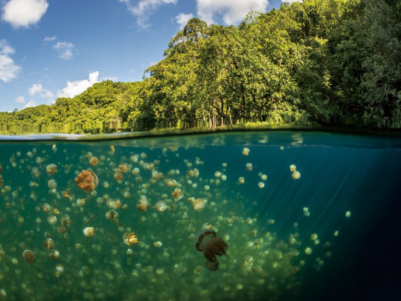 水母湖 THE JELLY FISH LAKE