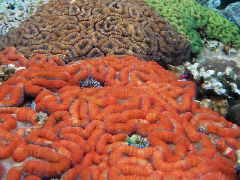 內德巴斯珊瑚花園 NGEDEBUS CORAL GARDENS
