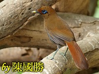 Rusty Laughingthrush